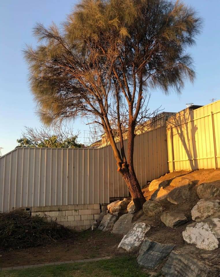 FTGU Tree Services | 10 Brigadoon St, Happy Valley SA 5159, Australia | Phone: 0439 464 935