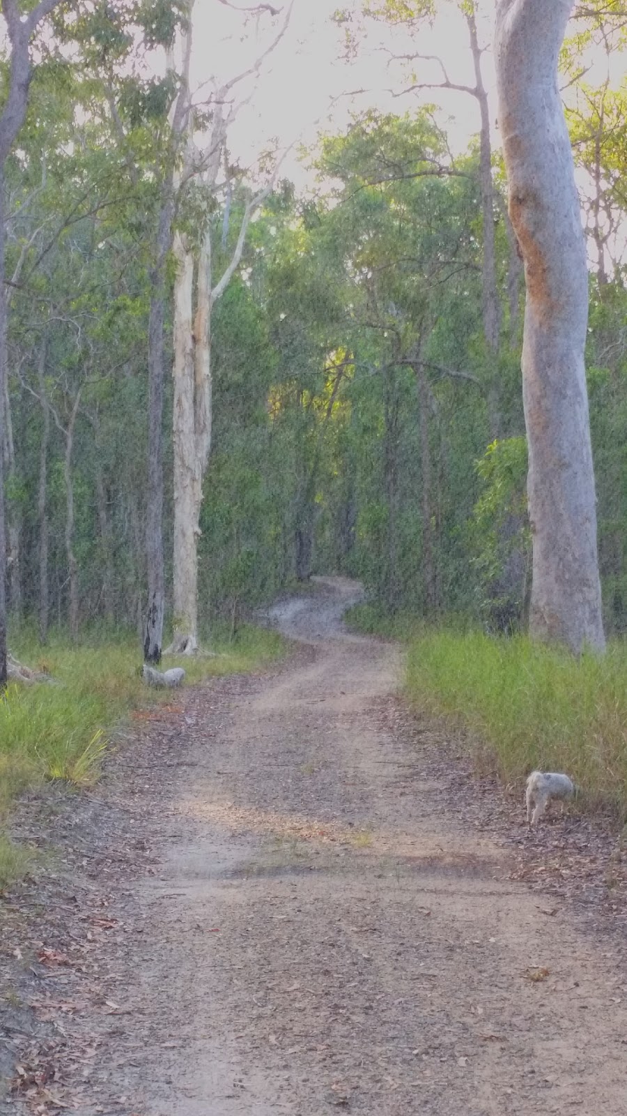 Karawatha Forest | park | Illaweena St, Drewvale QLD 4116, Australia
