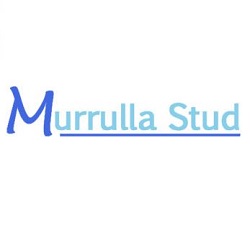 Murrulla Stud |  | Ashbrooke Rd, Wingen NSW 2337, Australia | 0400301797 OR +61 400 301 797