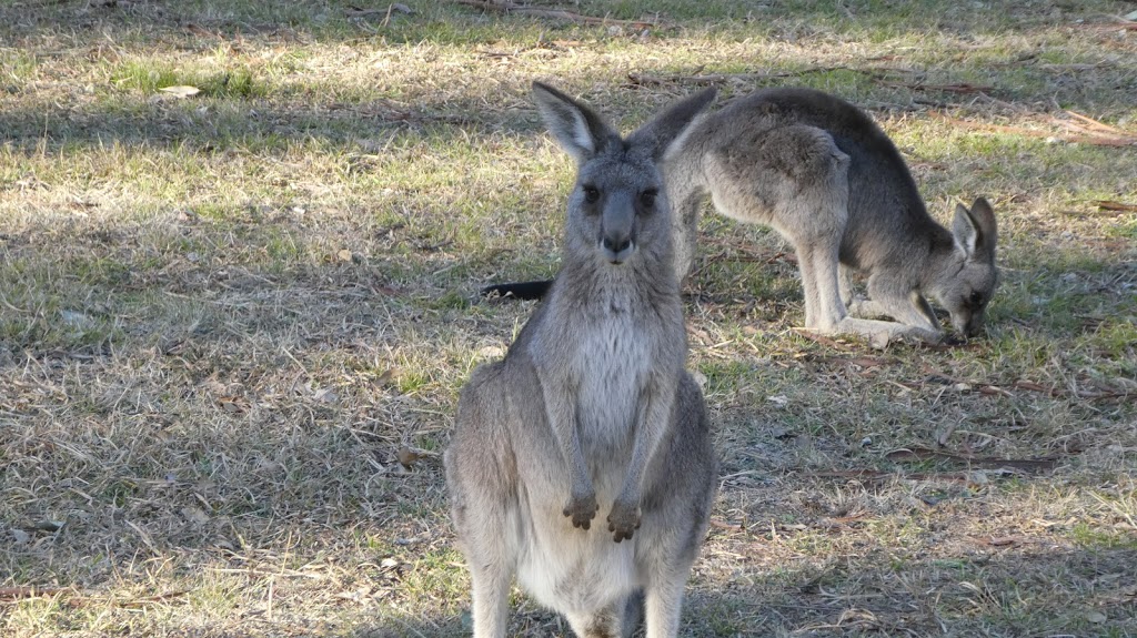 Euroka campground | campground | Fern Glen Walking Track, Blue Mountains National Park NSW 2787, Australia | 1300072757 OR +61 1300 072 757