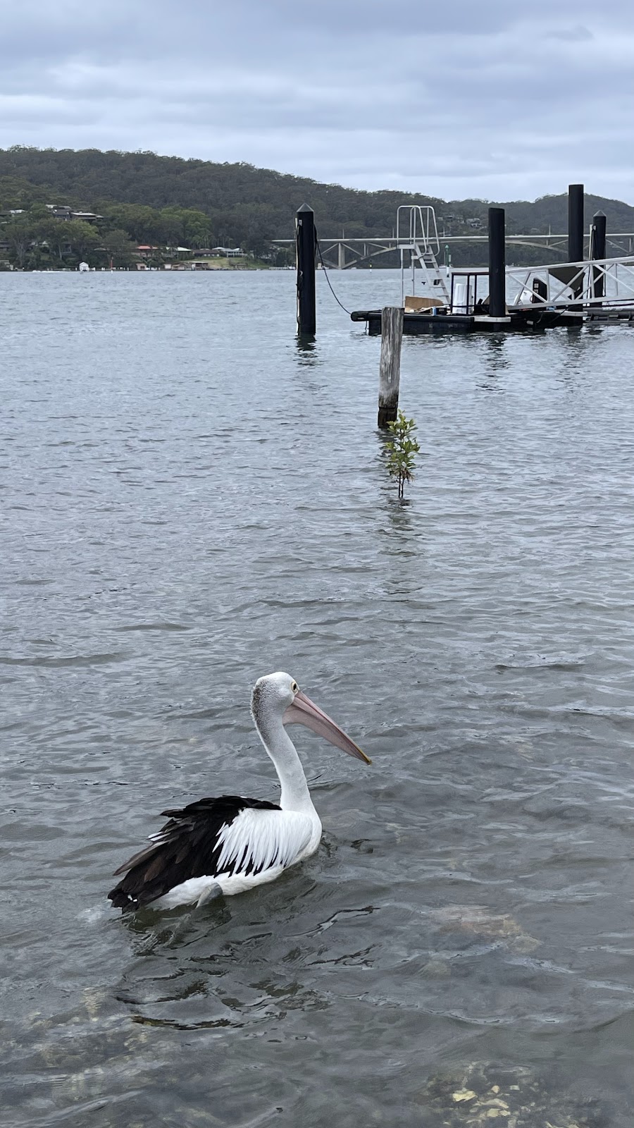 Blackwall Boat Ramp | Blackwall Rd, Blackwall NSW 2256, Australia | Phone: (02) 4306 7900