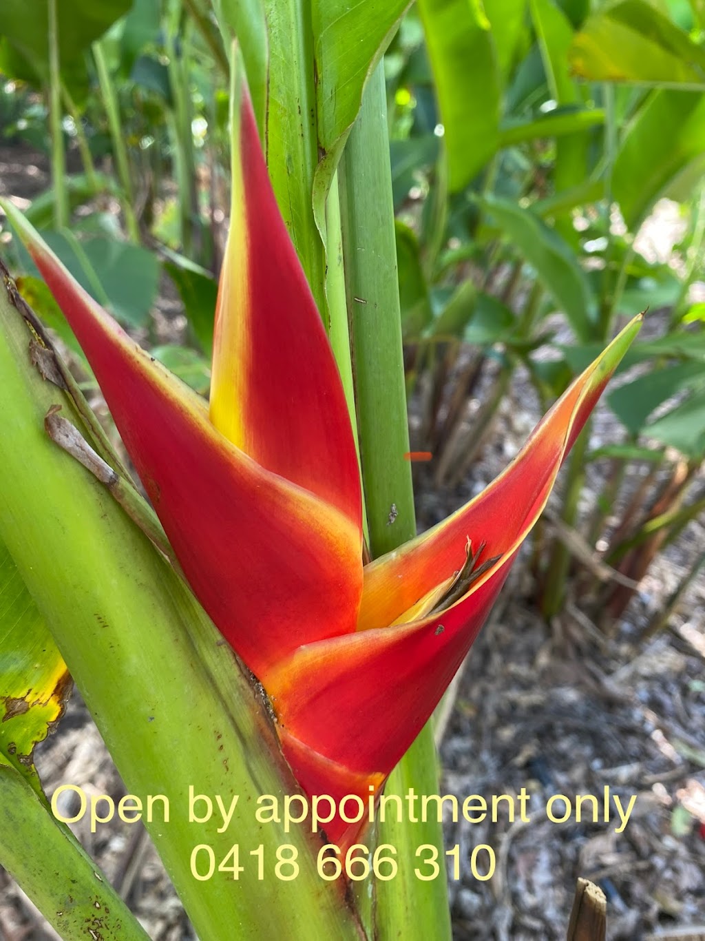 the heliconia guy | 38 Mountaintrack Dr, Wamuran QLD 4512, Australia | Phone: 0418 666 310