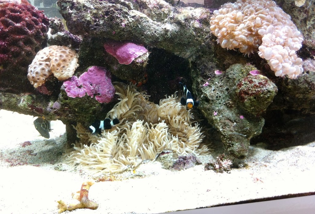 Aquariums In Cairns | 118 Maitland Rd, Gordonvale QLD 4865, Australia | Phone: 0419 246 307