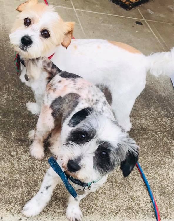 Happy Tailz Mobile Dog Groomers | 0 Fairfax St, Portarlington VIC 3223, Australia | Phone: 0402 552 162