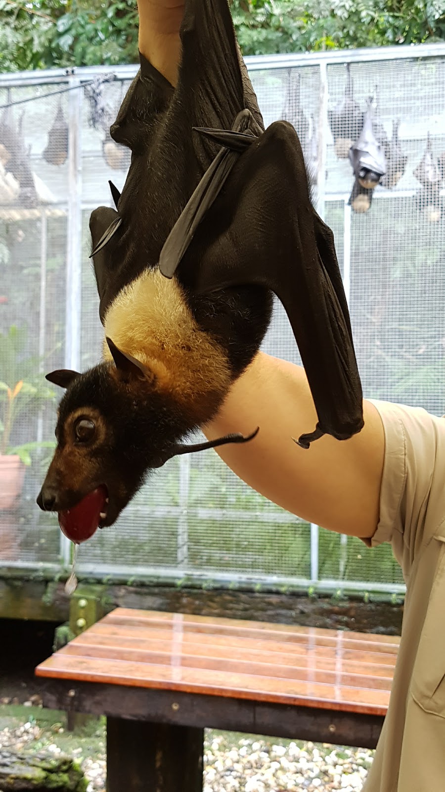 Batreach Bat Rescue & Rehabilitation | 13 Barang St, Kuranda QLD 4881, Australia | Phone: (07) 4093 8858