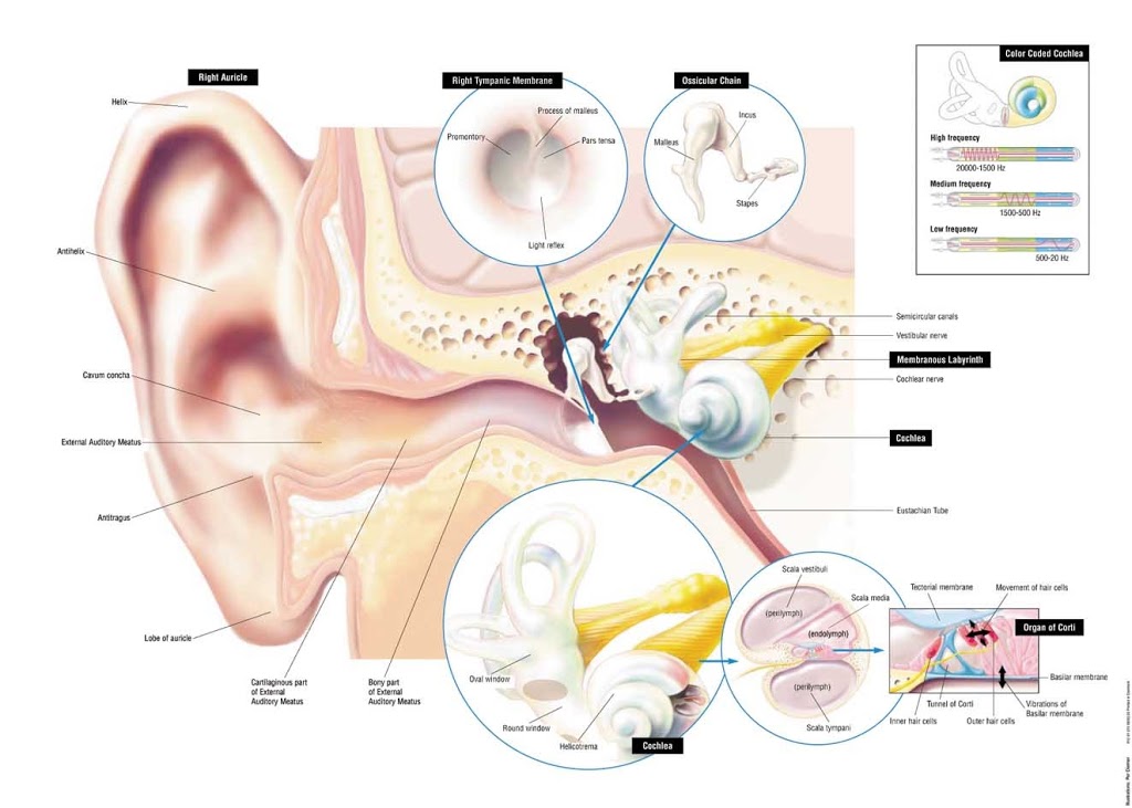 The Art of Hearing - Invisible Hearing Solutions | doctor | 17-23 South St, Kardinya WA 6163, Australia | 0893908811 OR +61 8 9390 8811