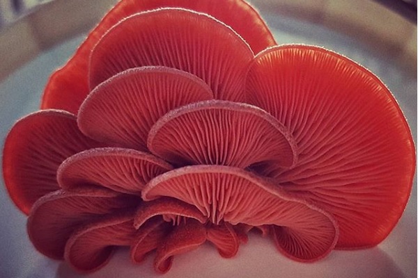Mountaintop Mushrooms |  | Balmoral Rd, Montville QLD 4560, Australia | 0467752130 OR +61 467 752 130
