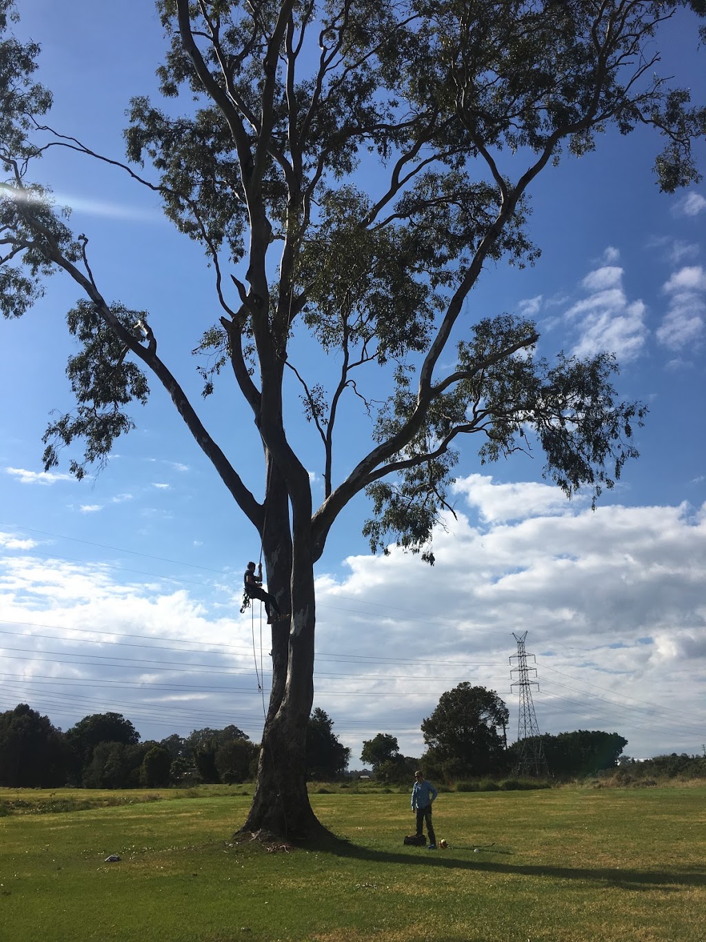 She Trees Pty Ltd | 11 Mark Way, Mudgeeraba QLD 4213, Australia | Phone: 0490 355 360