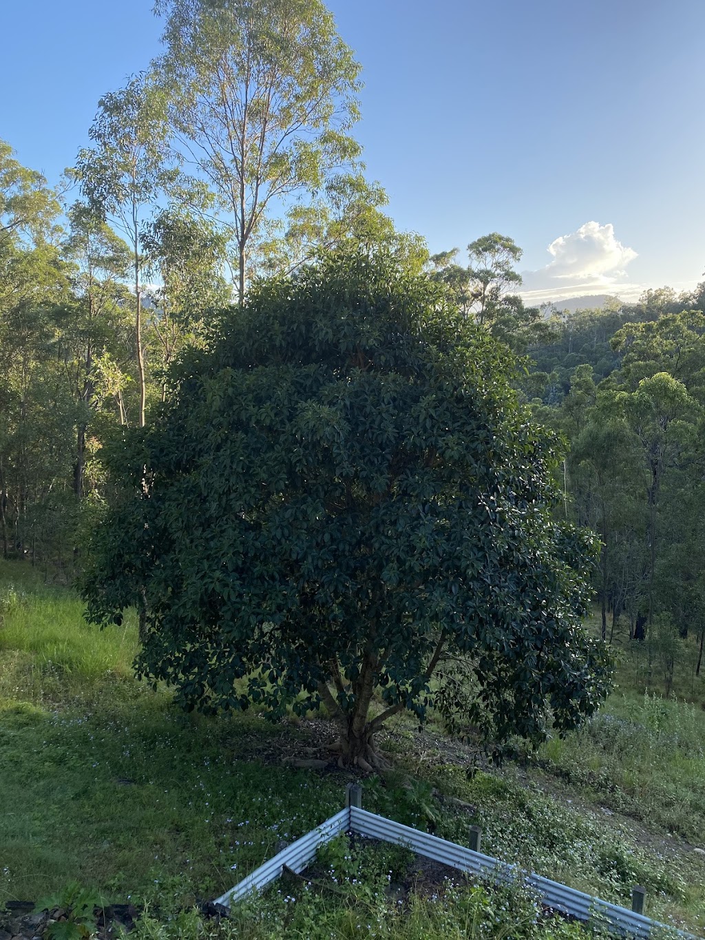 Jungle Jess Pty Ltd | 50 Garlinge Ct, Bonogin QLD 4213, Australia | Phone: 0480 473 902