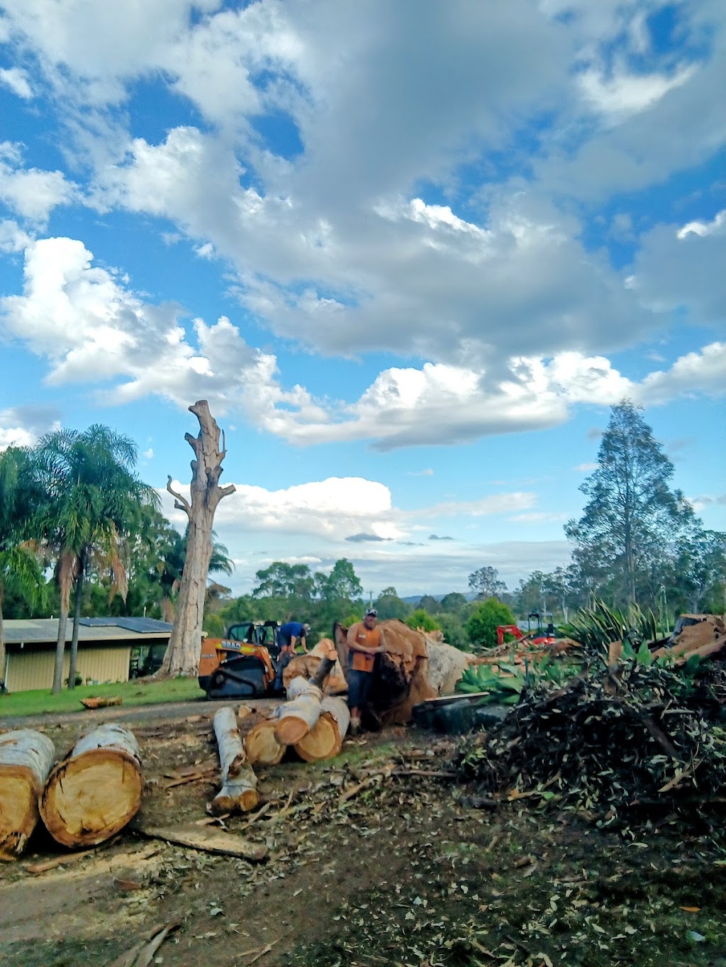 NATIVE TREE SERVVICES | 343 Cabbage Tree Rd, Williamtown NSW 2318, Australia | Phone: 0422 174 966