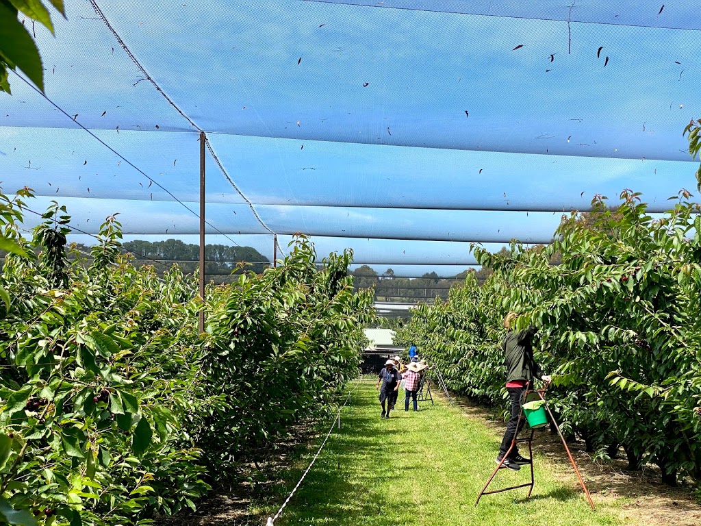 Red Hill Cherry Farm |  | 69 Prossors Ln, Red Hill VIC 3937, Australia | 0407030917 OR +61 407 030 917