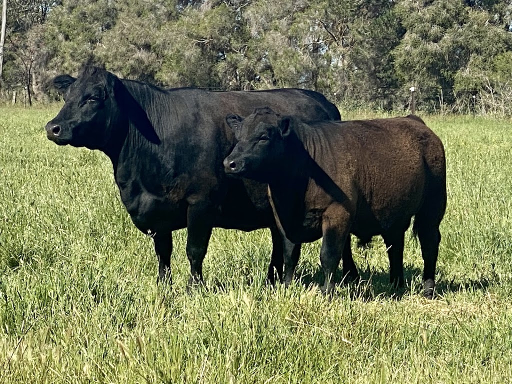 CANN VALLEY LOWLINE STUD | 315 Thompsons Rd, Tallygaroopna VIC 3634, Australia | Phone: 0409 388 435