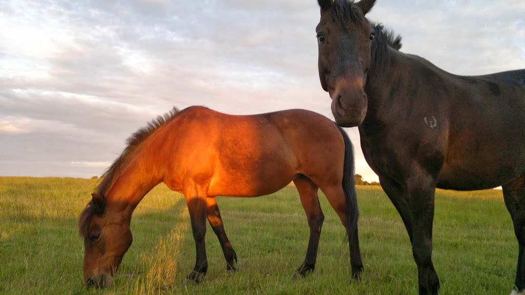 Yarrabee Farm - Horse Agistment | 246 Gearys Ln, Ballan VIC 3342, Australia | Phone: 0473 350 000