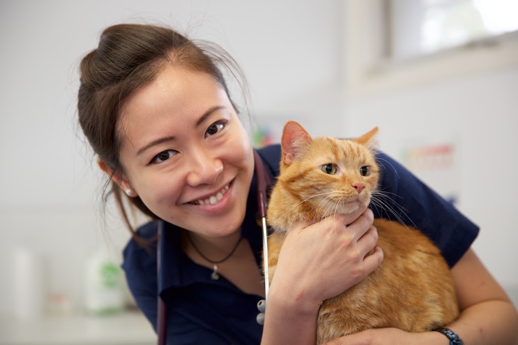 Templestowe Veterinary Clinic and Cattery | veterinary care | 288 Manningham Rd, Templestowe Lower VIC 3107, Australia | 0398505046 OR +61 3 9850 5046