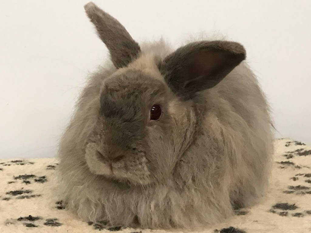 Rabbit Rescue Sanctuary & Rabbit Adoption Centre | veterinary care | 59 Tintenbar Rd, Rushforth NSW 2460, Australia | 0416062947 OR +61 416 062 947