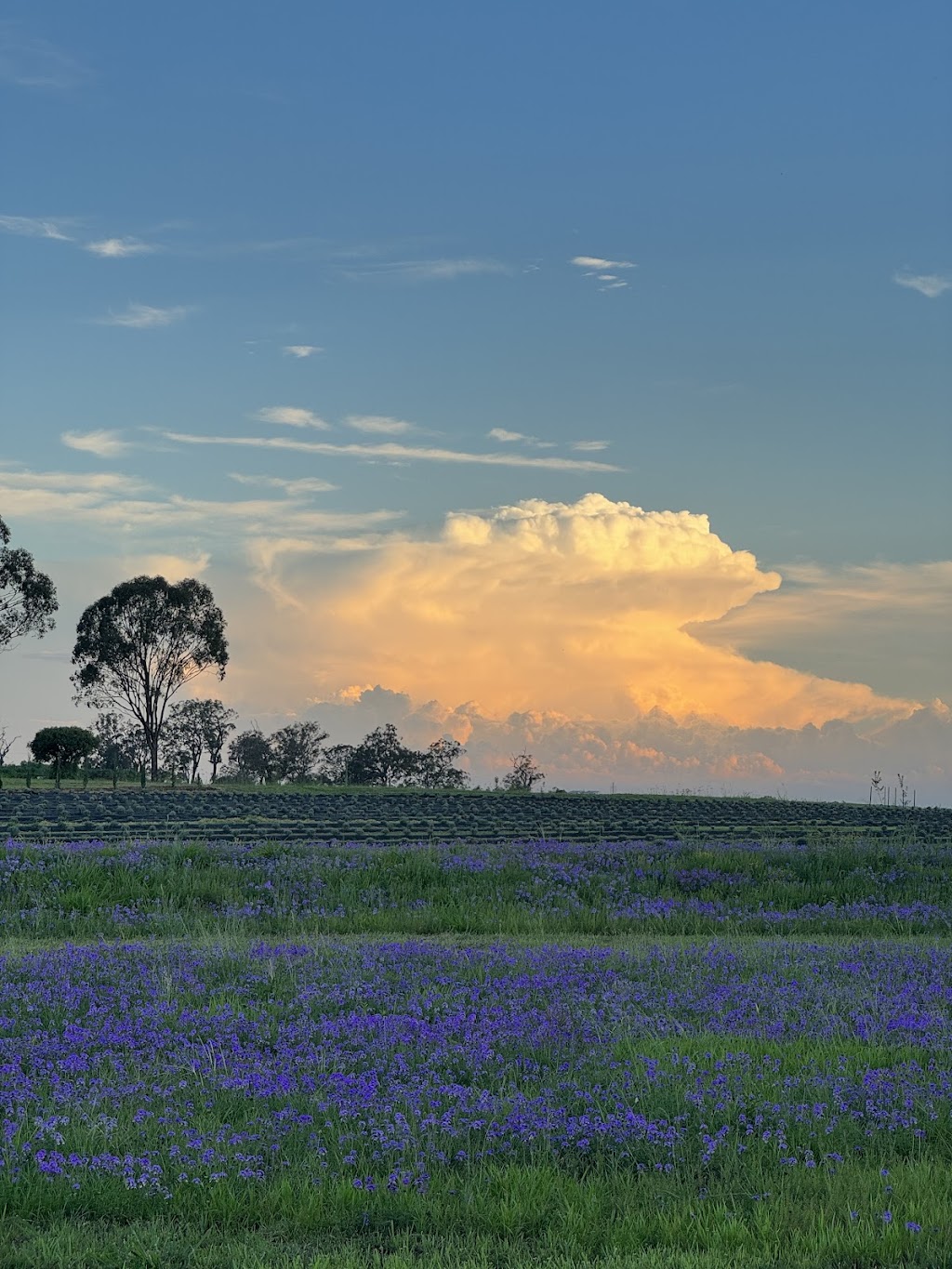 Back Paddock Botanical - Lavender and Herb Farm | 274 Goombungee Meringandan Rd, Goombungee QLD 4354, Australia | Phone: 0400 684 643