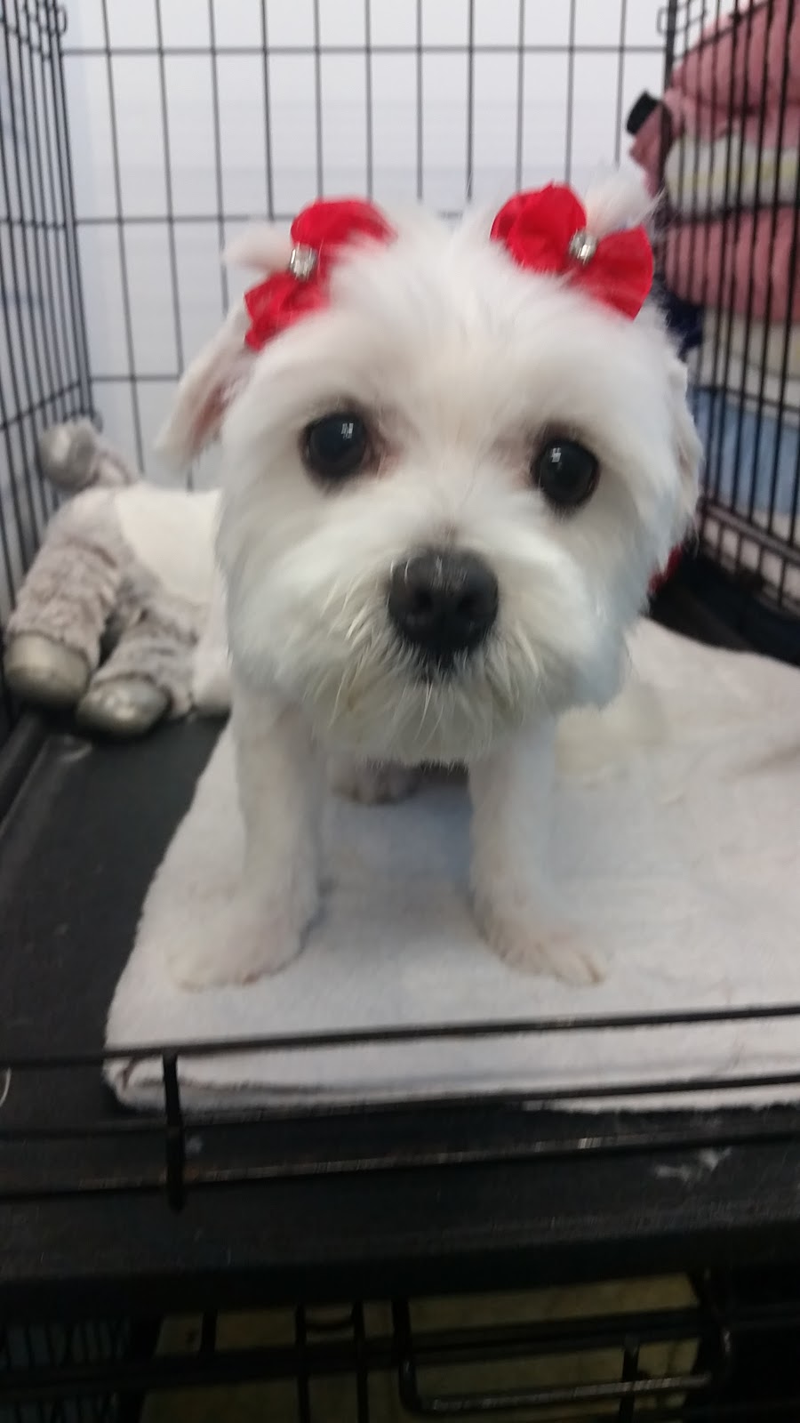 Fur King Groomer | Unit 1/90 Mount Hall Rd, Raymond Terrace NSW 2324, Australia | Phone: 0422 296 663