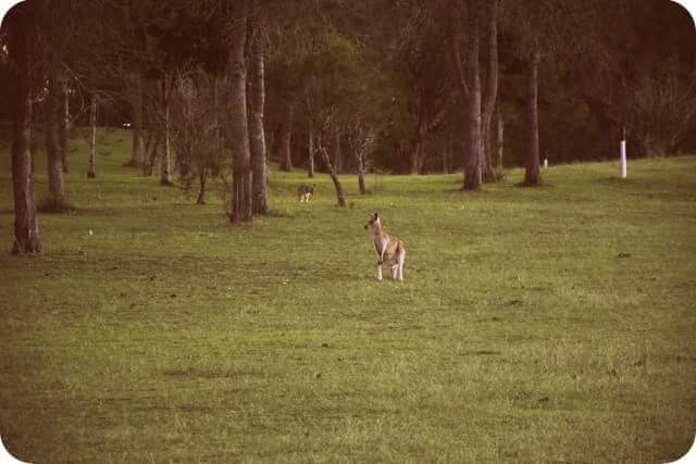 Hills Golf Club | 4 Johanna St, Jimboomba QLD 4280, Australia | Phone: (07) 5547 9639