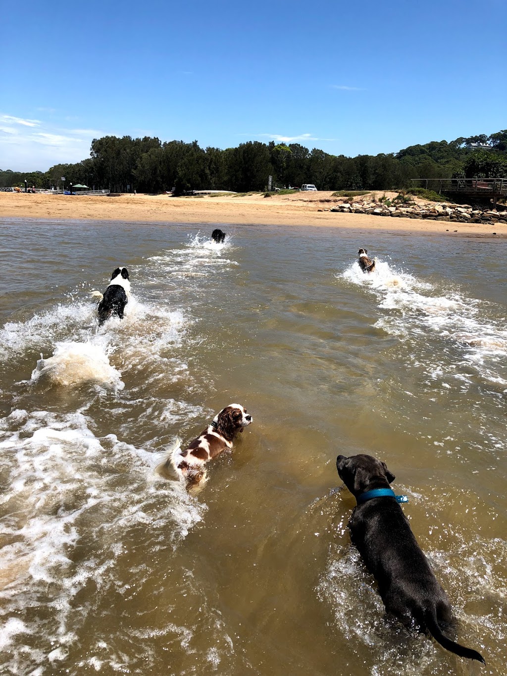 Bayview Dog Park | park | 1670 Pittwater Rd, Bayview NSW 2104, Australia | 1300434434 OR +61 1300 434 434
