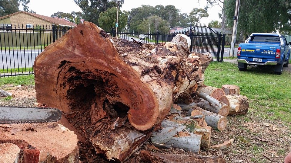 Mr Stumpy Tree and Stump Removal |  | 24B Nathan St, Parafield Gardens SA 5107, Australia | 0412845839 OR +61 412 845 839