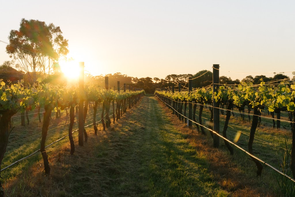 Chirping Bird Wines | 1203 Stumpy Gully Rd, Moorooduc VIC 3933, Australia | Phone: (03) 5978 8554