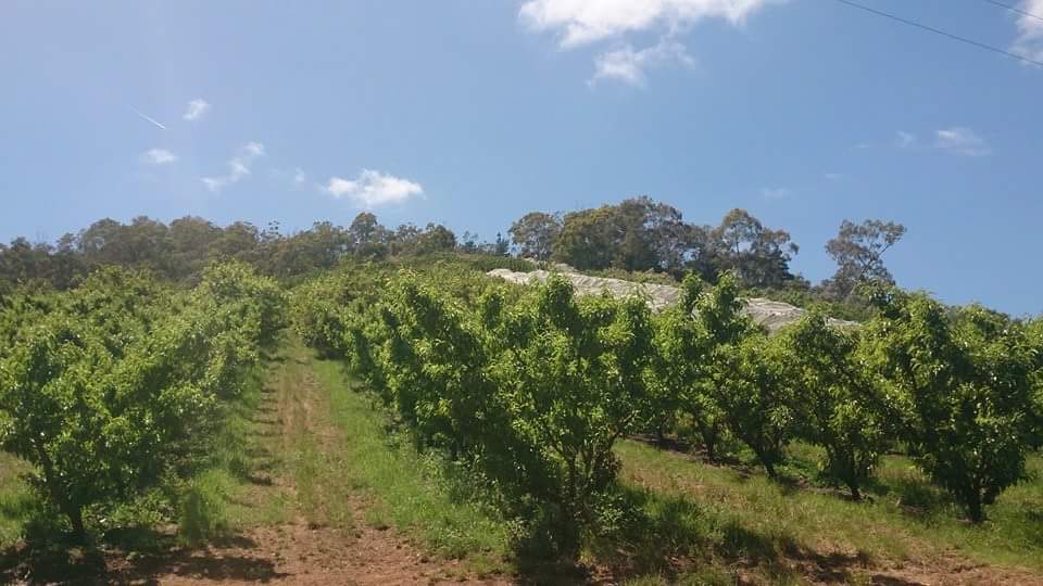 Montacute Valley Orchards |  | 93 Institute Rd, Montacute SA 5134, Australia | 0883902213 OR +61 8 8390 2213