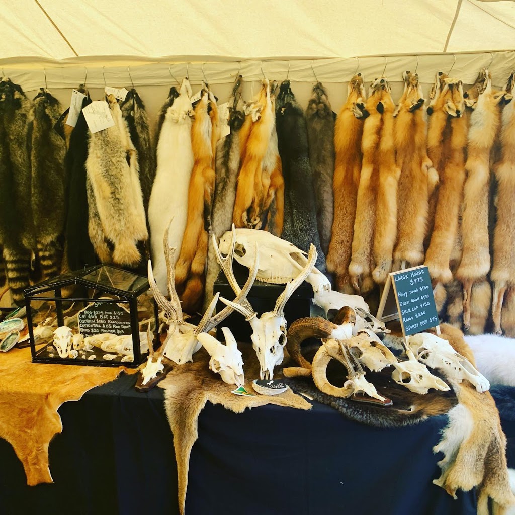 Fox Hollow Taxidermy | 3 West St, Casino NSW 2470, Australia | Phone: 0423 133 550