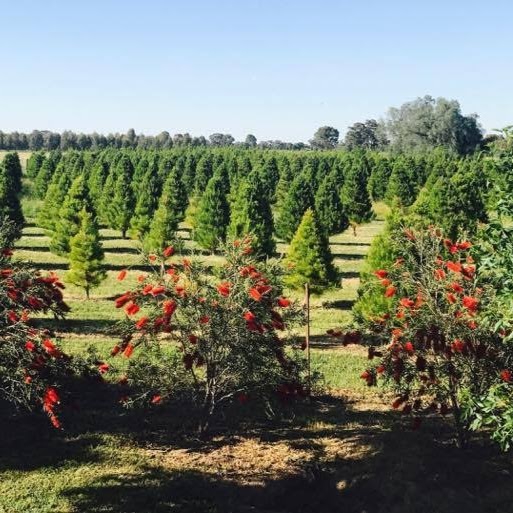 Rutherglen Christmas Trees Farm Stay B & B | lodging | 80 Great Southern Rd, Rutherglen VIC 3685, Australia | 0436415991 OR +61 436 415 991