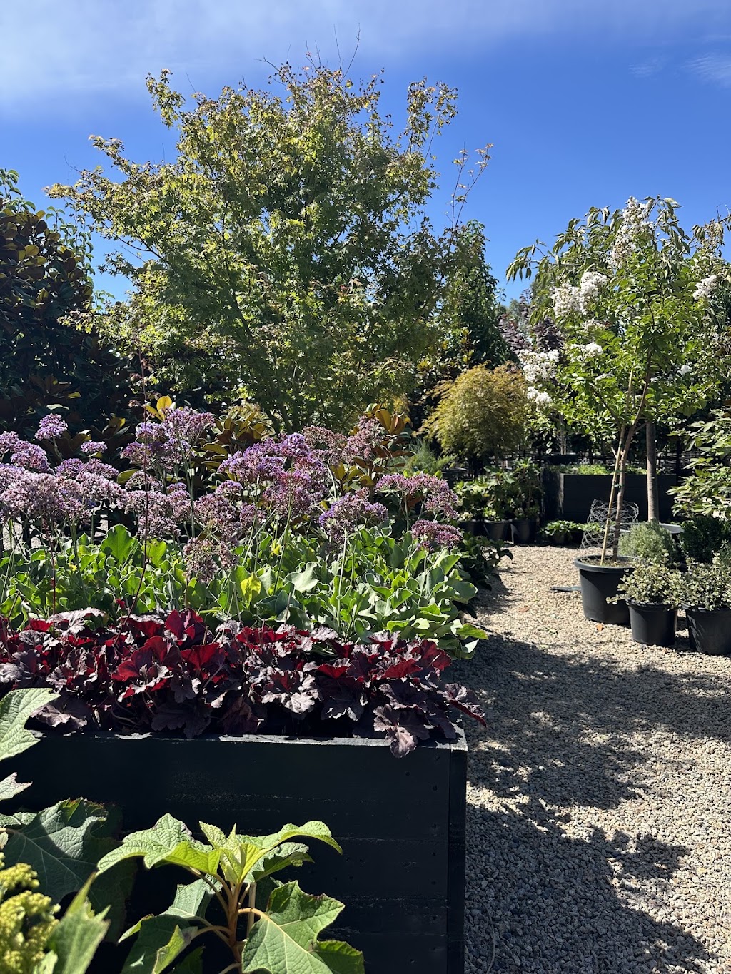 Botanic Nursery | 5 Lower Homestead Rd, Wonga Park VIC 3115, Australia | Phone: 0439 445 028
