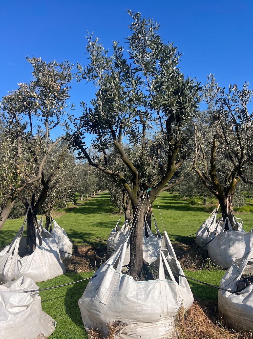 Pip and Olive - Olive Grove | 38 Cross Rd, Devon Meadows VIC 3977, Australia | Phone: 0419 560 971