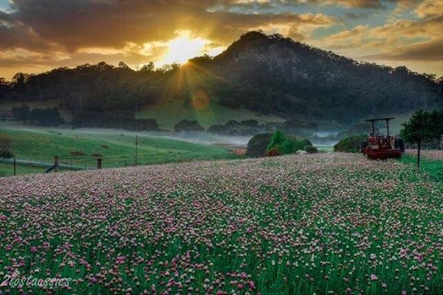 Mountain View Farm Tilba Wedding venue | 11 Mount Dromedary Trail, Tilba Tilba NSW 2546, Australia | Phone: (02) 4473 7179