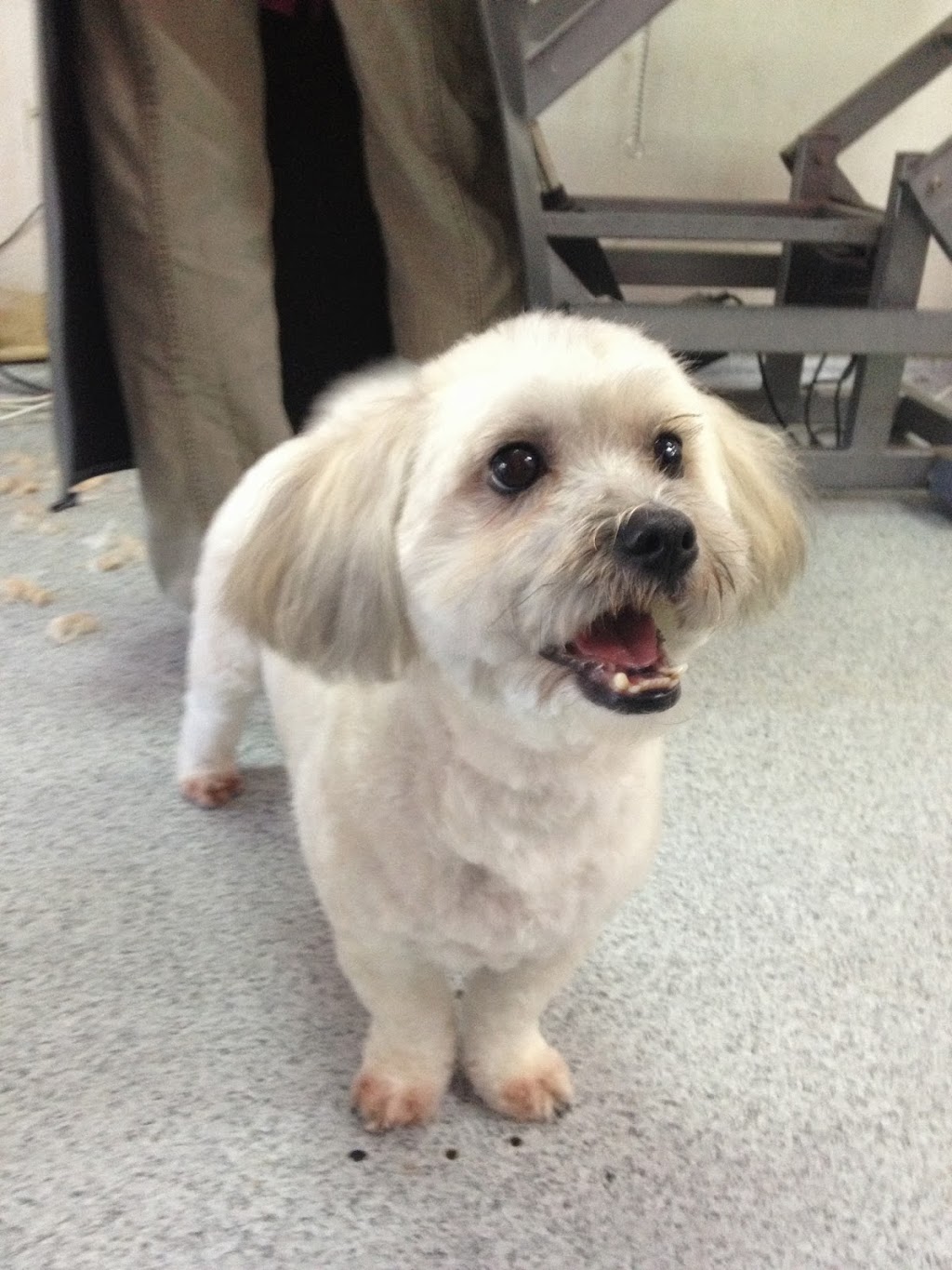 Mucky Mutz Dog Grooming | store | 2/387 Pacific Hwy, Asquith NSW 2077, Australia | 0294777700 OR +61 2 9477 7700