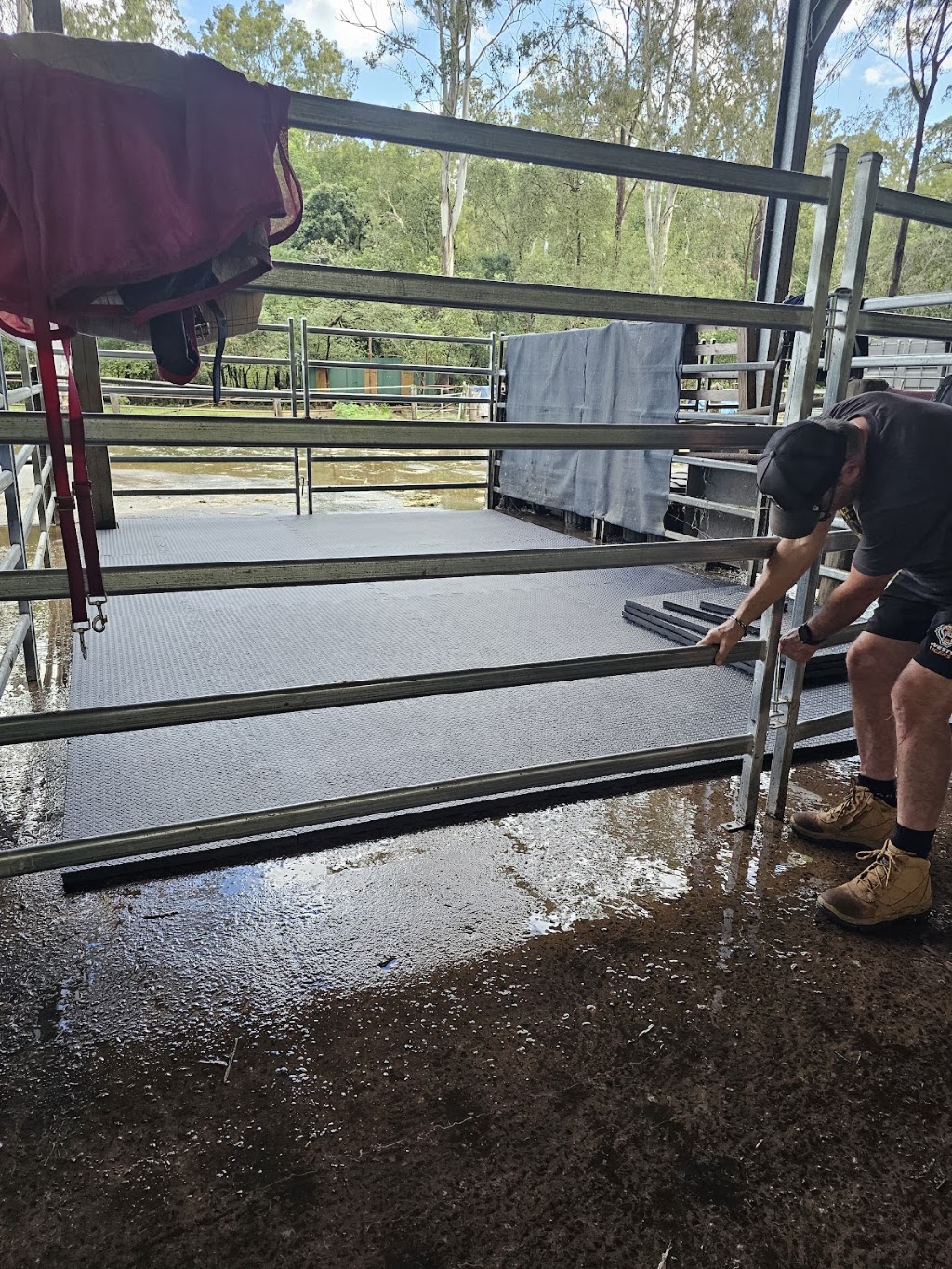 Stable Mattes | 189 Moorina Rd, Moorina QLD 4506, Australia | Phone: 0409 334 398