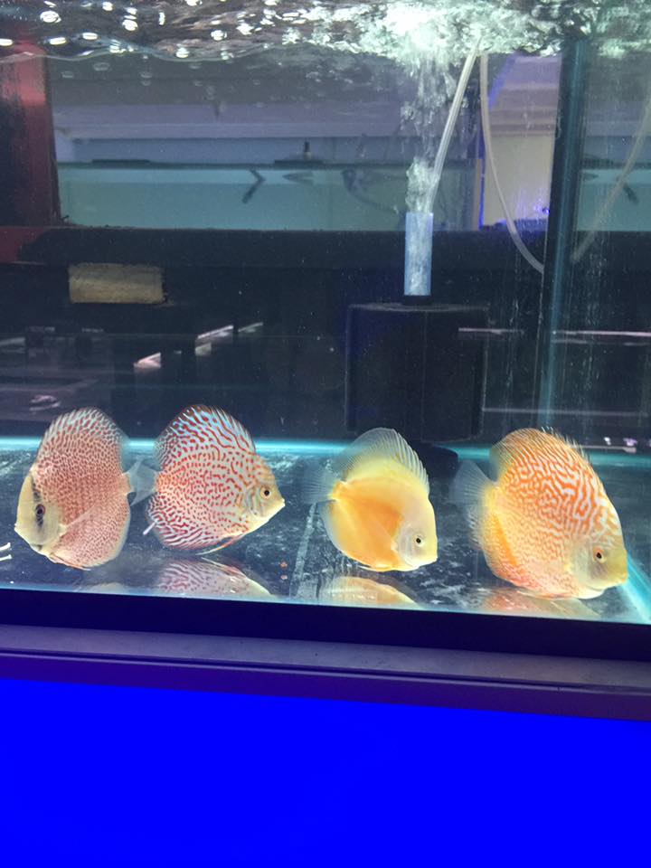 Fish Fanatics Aquarium | pet store | Factory 20/70/72 Cave Hill Rd, Lilydale VIC 3140, Australia | 0434409406 OR +61 434 409 406