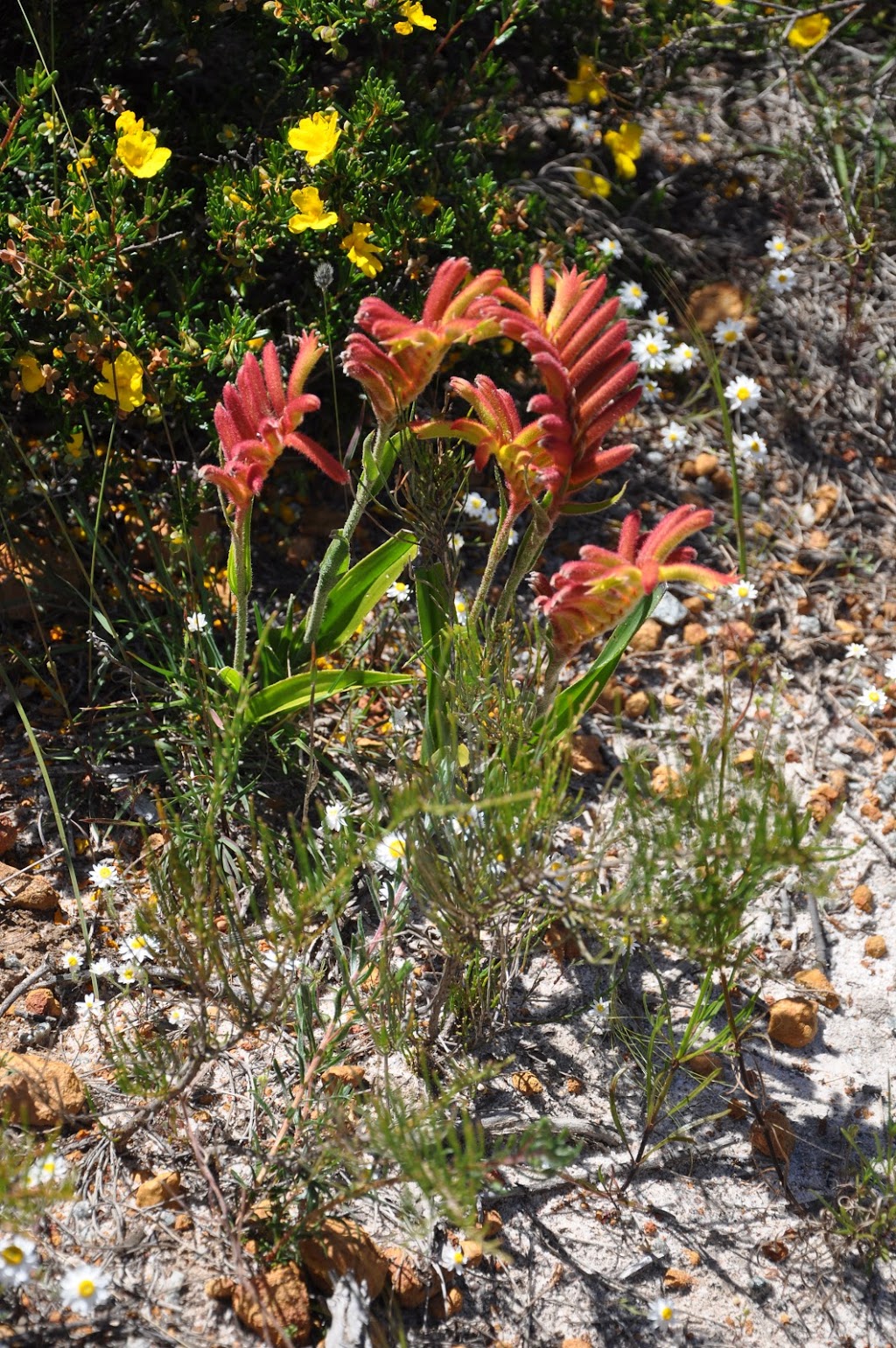 Lesueur National Park | Jurien Bay WA 6516, Australia