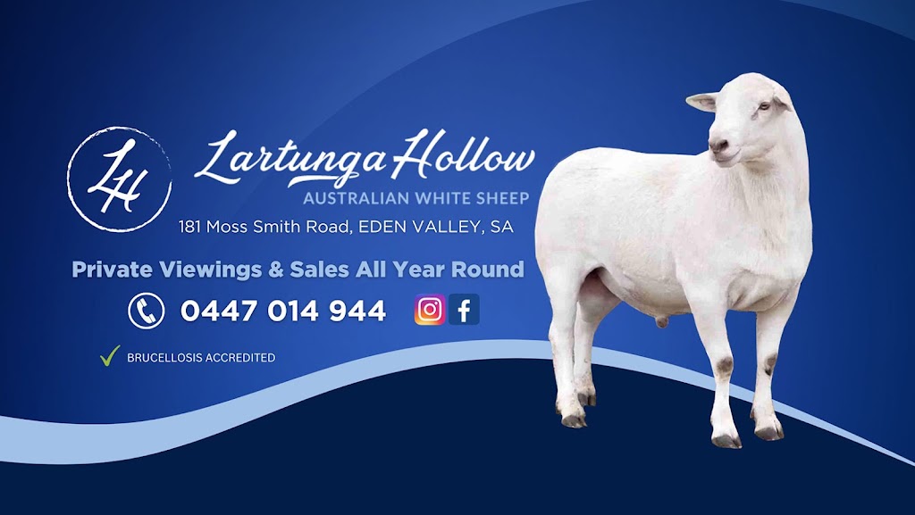 Lartunga Hollow Australian White Sheep Stud | 181 Moss Smith Rd, Eden Valley SA 5235, Australia | Phone: 0447 014 944