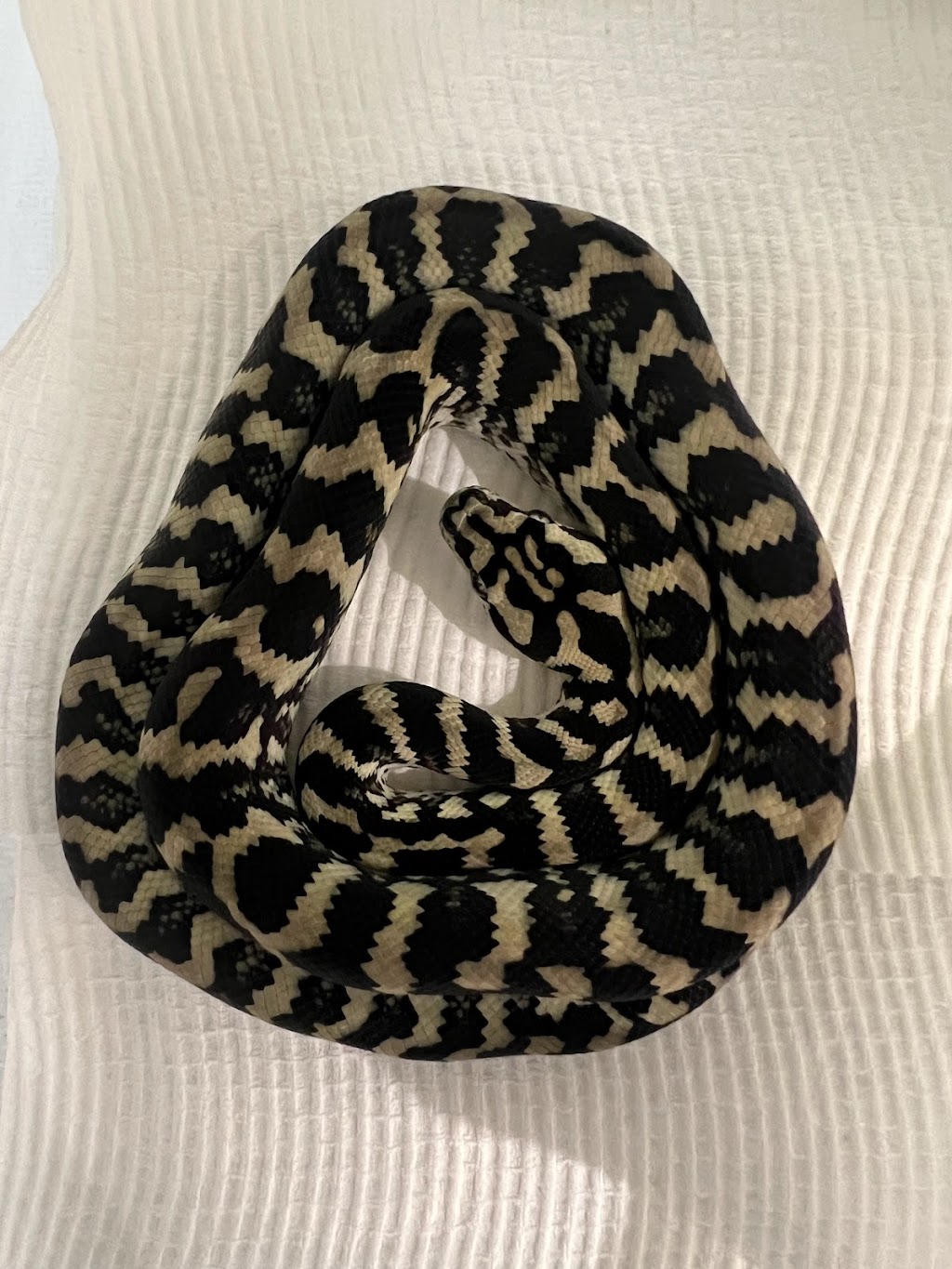 Totally Reptiles Vic Central | Unit 3/12 Lockwood Rd, Kangaroo Flat VIC 3555, Australia | Phone: (03) 5441 5870