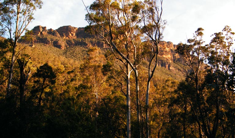 Blue Gum Forest | park | Shortridge Pass, Blue Mountains National Park NSW 2787, Australia | 0247878877 OR +61 2 4787 8877