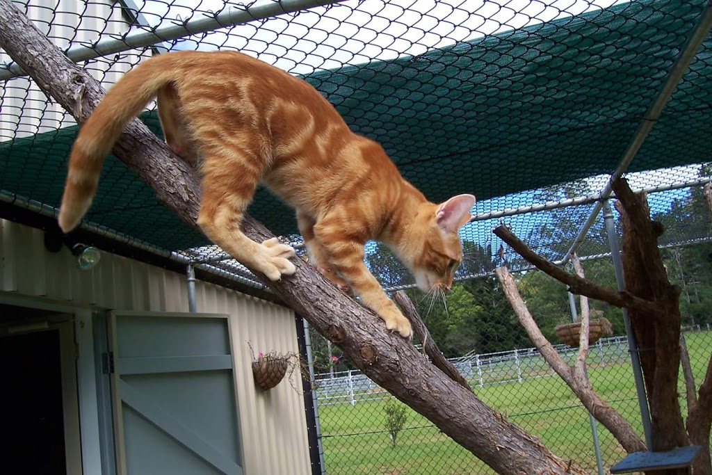 Carlyn Park Cattery | veterinary care | 14 Bianca Cl, Glenreagh NSW 2450, Australia | 0266490884 OR +61 2 6649 0884