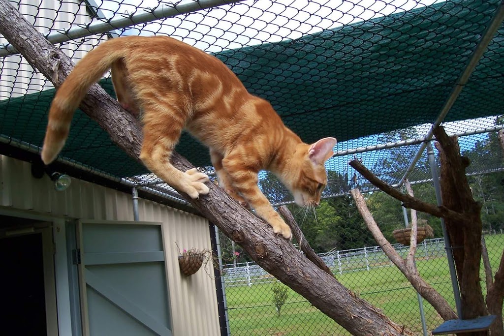 Carlyn Park Cattery | 14 Bianca Cl, Glenreagh NSW 2450, Australia | Phone: (02) 6649 0884