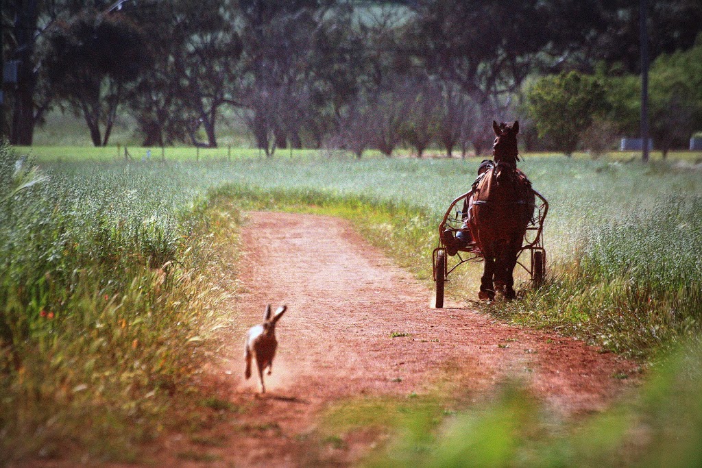 Clarinda Park Horses | 274 Back Yamma Rd, Parkes NSW 2870, Australia | Phone: 0427 415 098