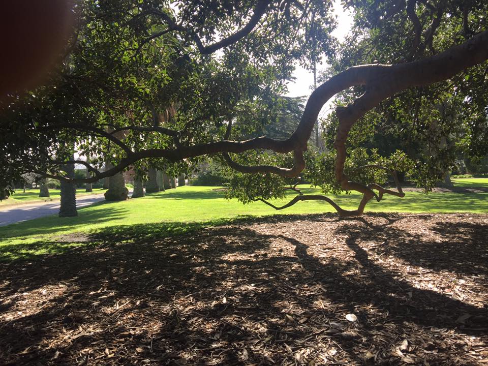 Len McKeown Tree Removal & Arborist | 8 Wright St, Mount Evelyn VIC 3796, Australia | Phone: 1300 135 982