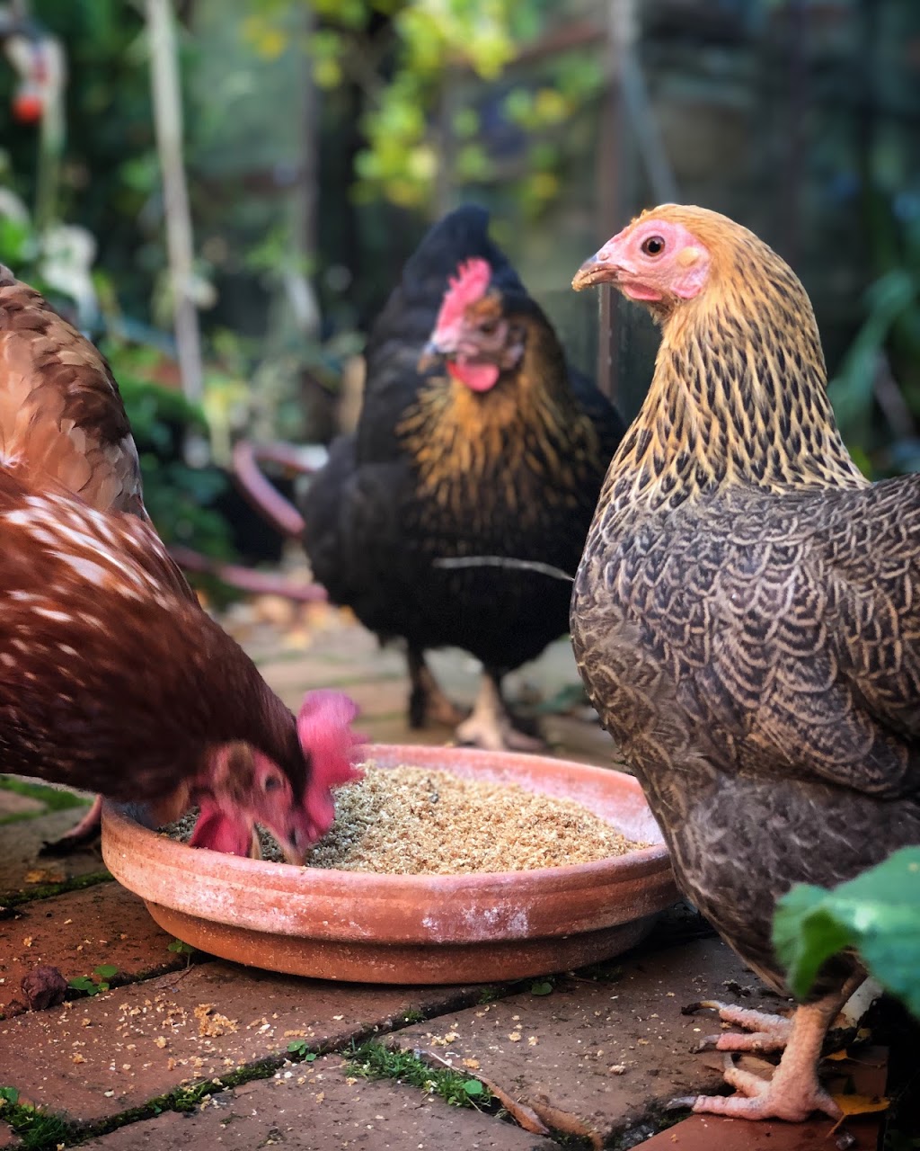 Natural Chicken Health | food | 179 Hawks Head Rd, Brogo NSW 2550, Australia | 0411172447 OR +61 411 172 447