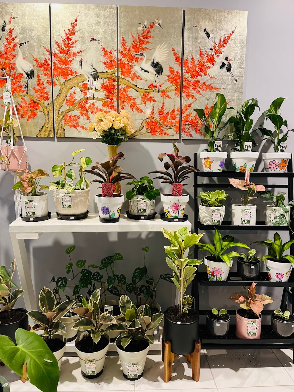 Charlotte’s Plants | store | 38 Indigo Bnd, Wellard WA 6170, Australia | 0413888396 OR +61 413 888 396