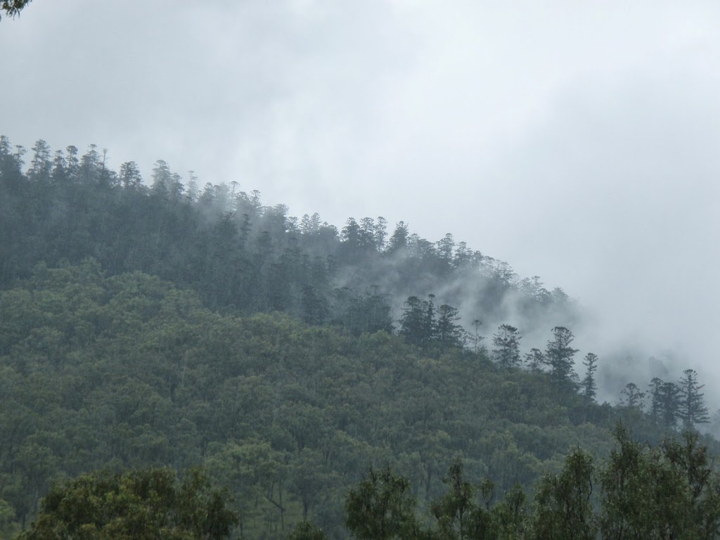 QTree Vegetation Assessment | 51 Bunya Pine Ct, Eatons Hill QLD 4037, Australia | Phone: 0437 770 068