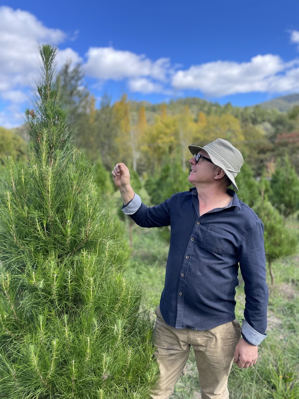 Wandi Christmas Trees | 787 Morses Creek Rd, Wandiligong VIC 3744, Australia | Phone: 0428 574 425