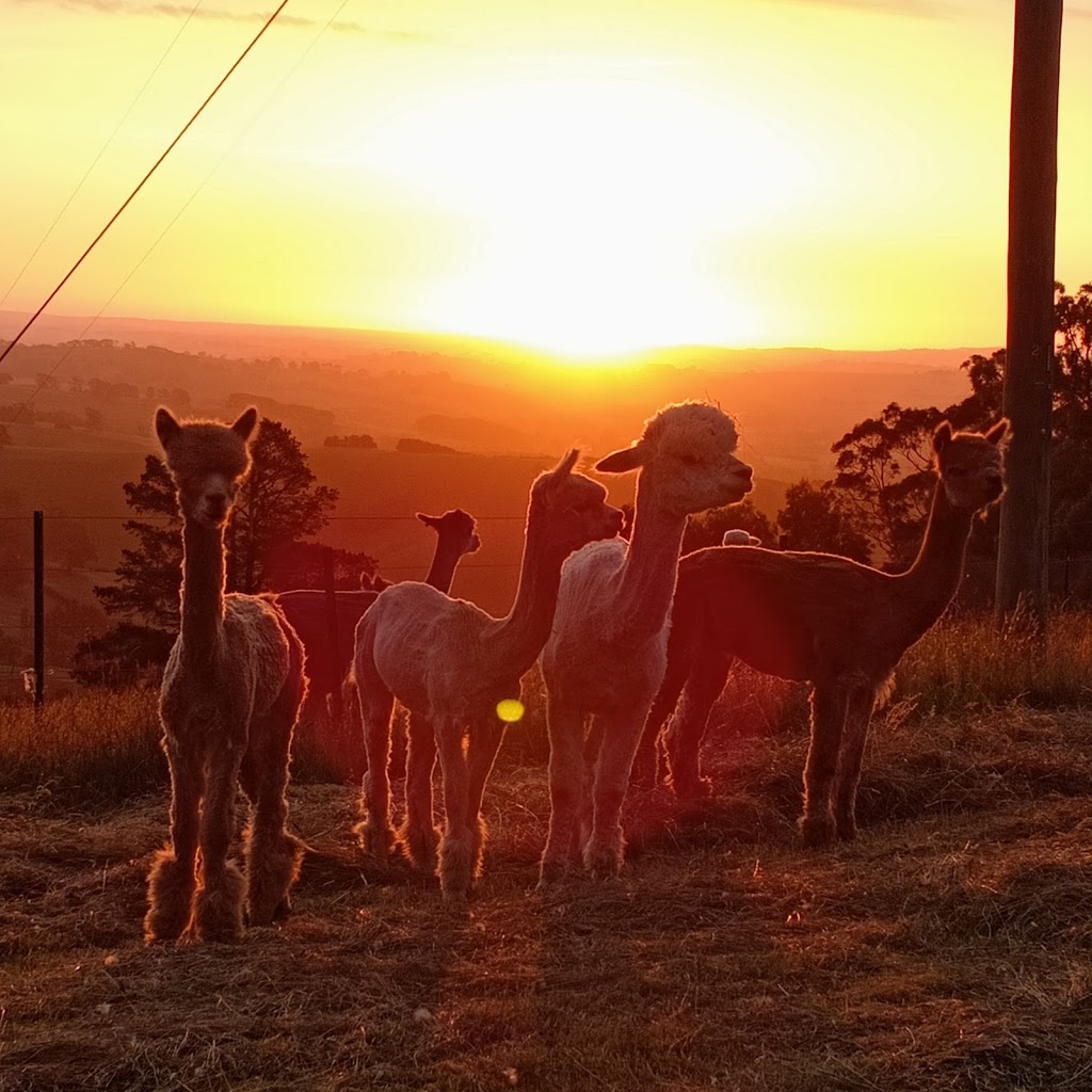 Alternative View Alpacas | 65 Pines Rd, Mirboo North VIC 3871, Australia | Phone: 0427 201 192