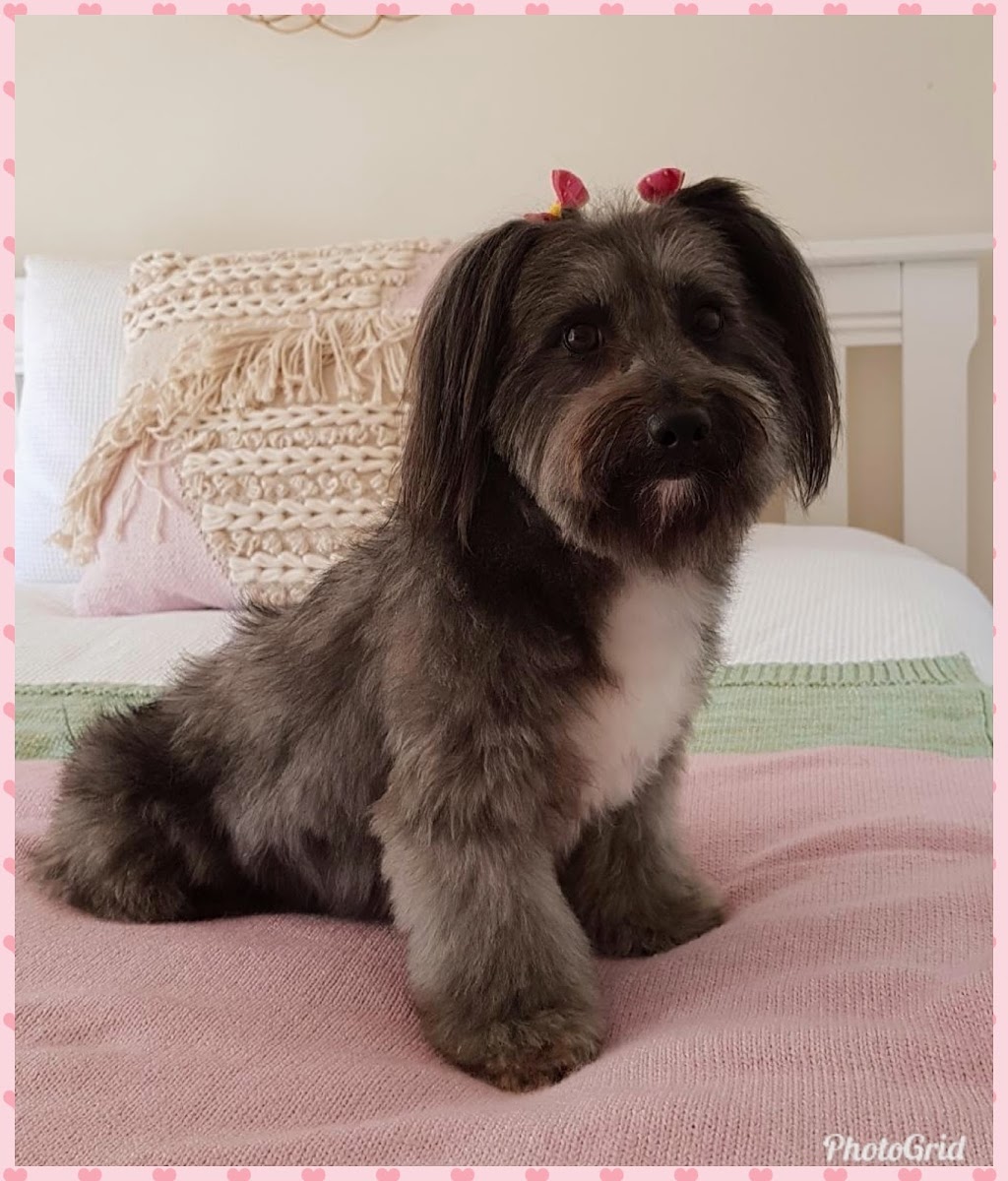 Claires Dog Grooming | 62 Jasper Rd, Baulkham Hills NSW 2153, Australia | Phone: 0406 598 505