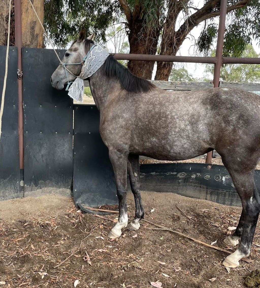 Jason McInnes Atomic Horsemanship | 35 Commercial Rd, Benalla VIC 3672, Australia | Phone: 0400 505 561 Jason McInnes Atomic Horsemanship | 35 Commercial Rd, Benalla VIC 3672, Australia | Phone: 0400 505 561