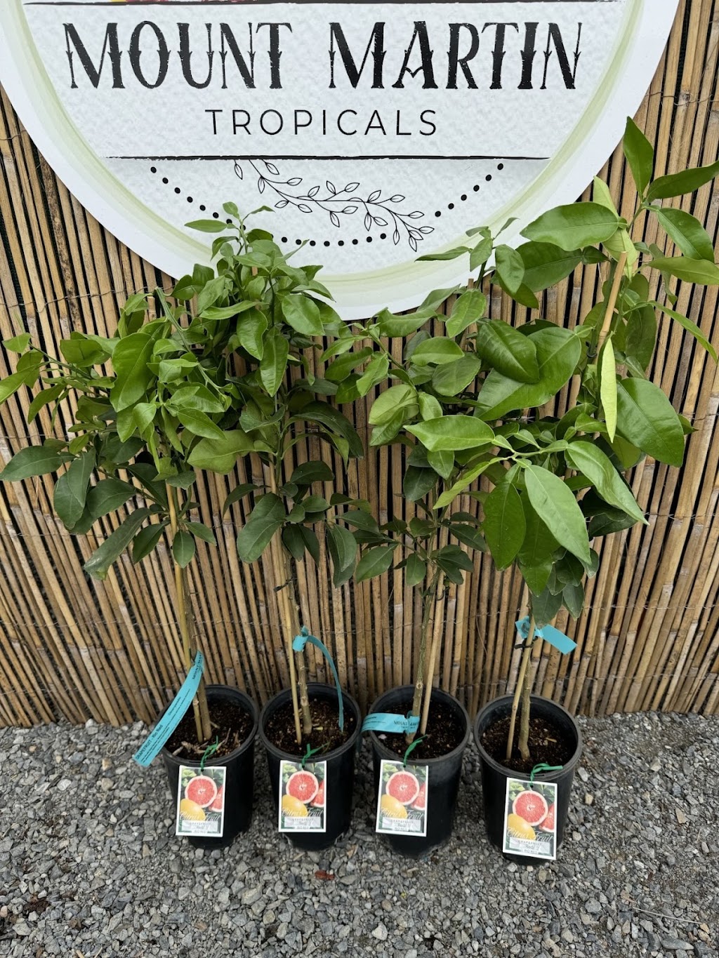 Mount Martin Tropicals | 1086 Mount Martin Loop Rd, Mount Martin QLD 4754, Australia | Phone: 0435 905 409